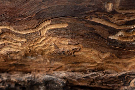 Closeup photography of the tree texture with whimsical patterns.の写真素材