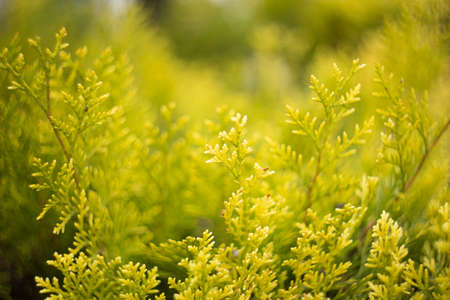 Macro photography of green leaves, natural background.の写真素材