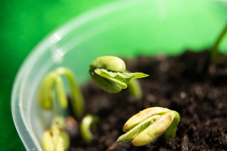 Macro photography of bean sprout,day 1.の写真素材