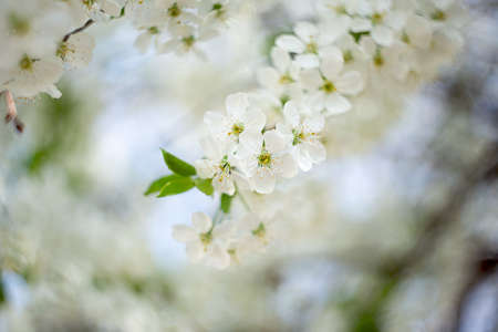 Branch with white flowers and fresh green leaves.Spring fresh, fragrant flower.の写真素材