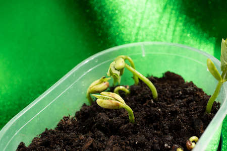 Macro photography of bean sprout,day 2,leaves appeared.の写真素材