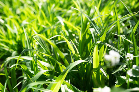 Closeup photography of green grass,bathing in sun light.Good as natural background.