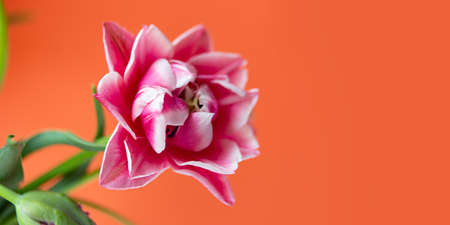 Closeup photography of peony tulip with water dpors.Orange background with copy space.の写真素材