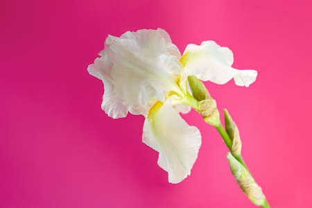Closeup photography of white iris on pink background.