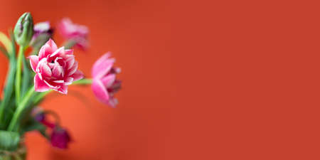 Closeup photography of peony tulip with water dpors.Large banner with copy space.