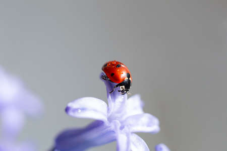 Closeup photography of ladybug on purple petal.Springtime concept,defocused natural background.