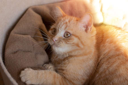 Little ginger kitten playing in his couch. Pastel earth tones.の写真素材