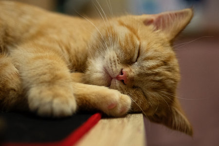 Closeup portrait of sleeping ginger kitten on the table.の写真素材