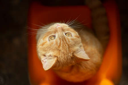 Top view ginger kitten sitting on orange chair.の写真素材
