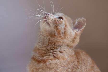 Closeup photography of ginger kitten looking up on gray background.Selective focus.の写真素材