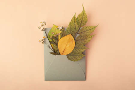 Photography from above of craft envelope full of dry leaves.Autumn concept.の写真素材