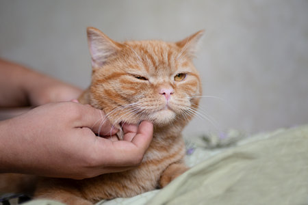 Wrinkled ginger kitten likes being pets by male hand. Purebed british shorthair cat.