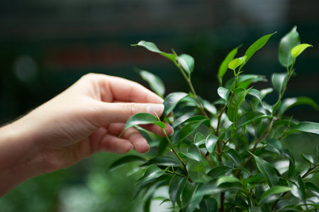 Closeup photography of female hand choosing ficus elastica in the greenhouse.の写真素材