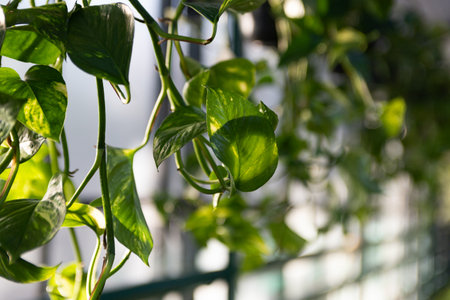 Natural background from glossy green leaves of ivy plant in greenhouse.の写真素材