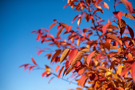 Golden nd red autumn leaves on the branch, blue sky on background.の写真素材
