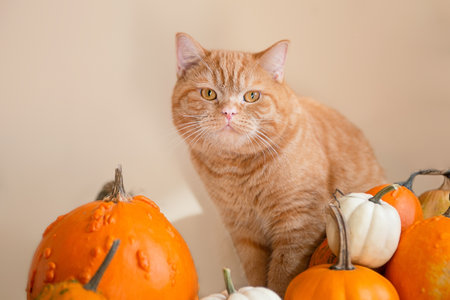 Closeup photography of ginger kitten in orange pumpkins.Horizontal orientation.の写真素材
