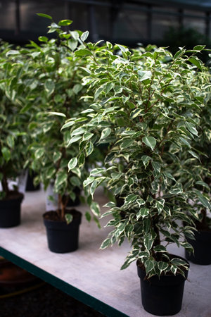 Several ficus trees in pots in the greenhouse,vertical photography.の写真素材
