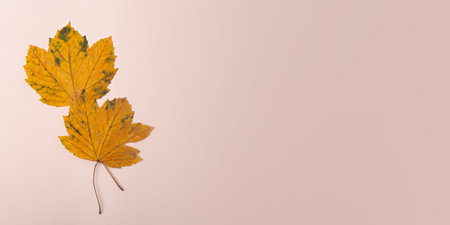 Dry maple leaves on pastel background.Banner with negative space.の写真素材