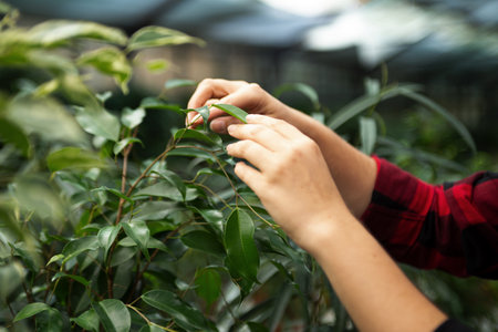 Anonymous woman hands care by ficus leaves in greenhouse.の写真素材