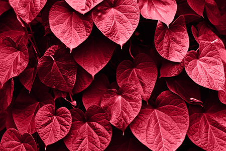Glossy leaves in shape of hearts,in monochrome red color.の写真素材