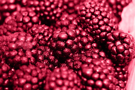 Fresh blackberries,closeup photography.Trendy red color.の写真素材