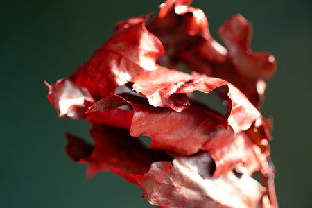 Macro photography of oak textured leaf, color of trendy red color.の写真素材