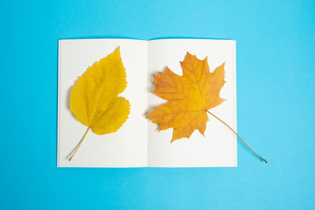 Top view of blank paper book with dry autumn maple leaves on the pages.の写真素材