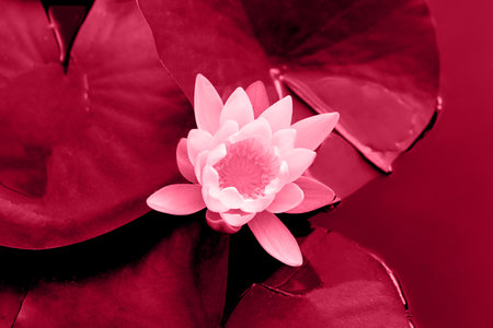 Closeup photography of water lily in the water,colored in trendy red color.の写真素材