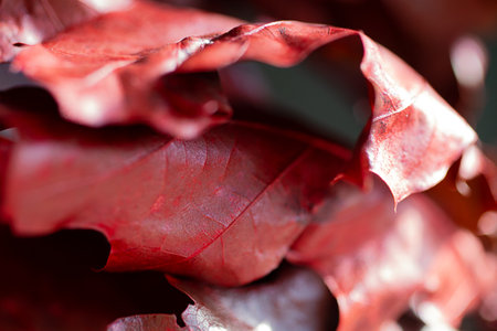 Macro photography of oak textured leaf,color of trendy red color.Defocused background.の写真素材