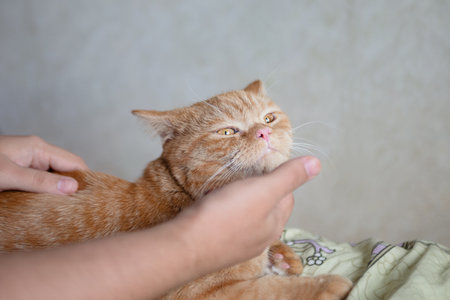 Ginger kitten likes being pets by male hand. Purebed british shorthair cat.の写真素材