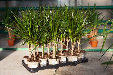 Closeup photography of several dracaena buds in pots at greenhouse.の写真素材