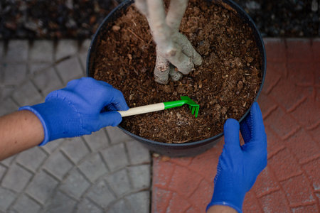 Top view photography of hands in gardening gloves with tool in it.Woman caring for ficus.の写真素材
