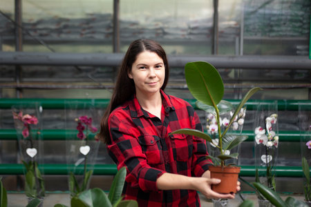 Woman in the greenhouse holding pot with the ficus elastica.Concept of shopping home plant.の写真素材