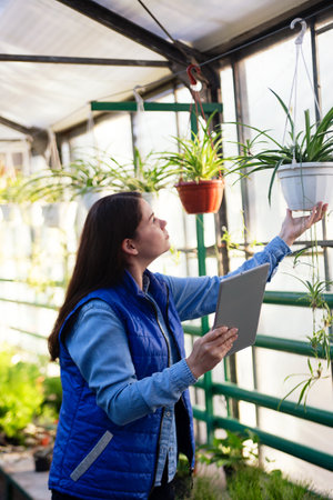 Woman working in greenhouse checking plants with tablet and holding pot with plant in hand. vertical photography.の写真素材