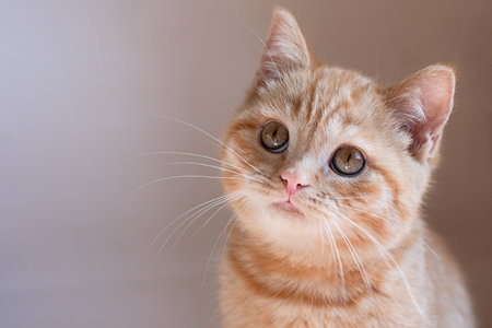 Closeup photography of ginger kitten on beige background.の写真素材