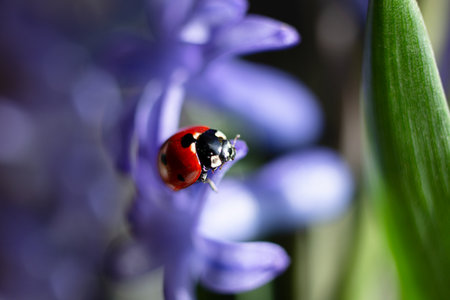 Closeup photography of ladybug on yellow petal.Springtime concept.の写真素材