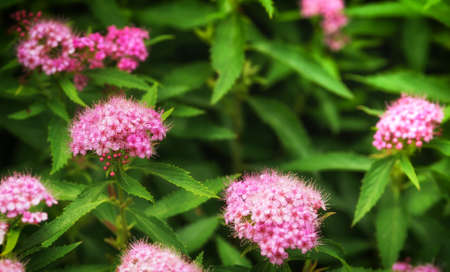 Photo of little pink flowers. Polish garden.の写真素材