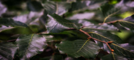 beech twig