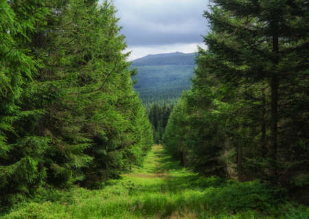 Szczawnica ZdrÃ³j forestの写真素材