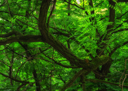 The branch of the old tree in the parkの写真素材