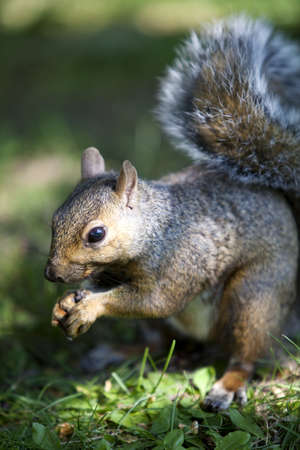 Grey Squirrel