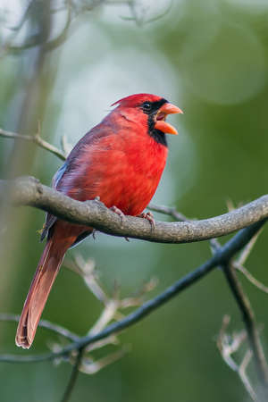 Cardinalの写真素材