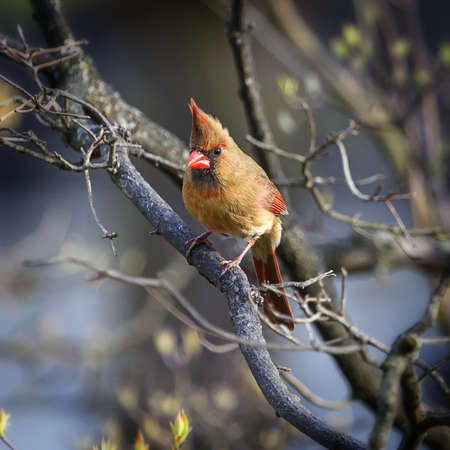 Cardinal