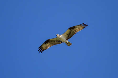 Ospreyの写真素材