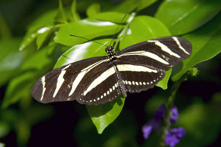 Butterflyの写真素材