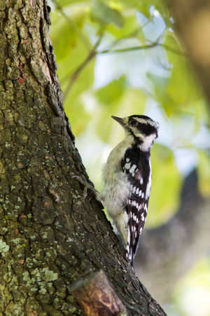 Downy Woodpeckerの写真素材