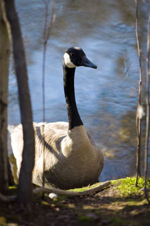 Gooseの写真素材