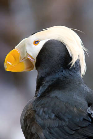 Puffinの写真素材