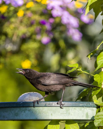 Grackle