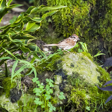 Sparrow